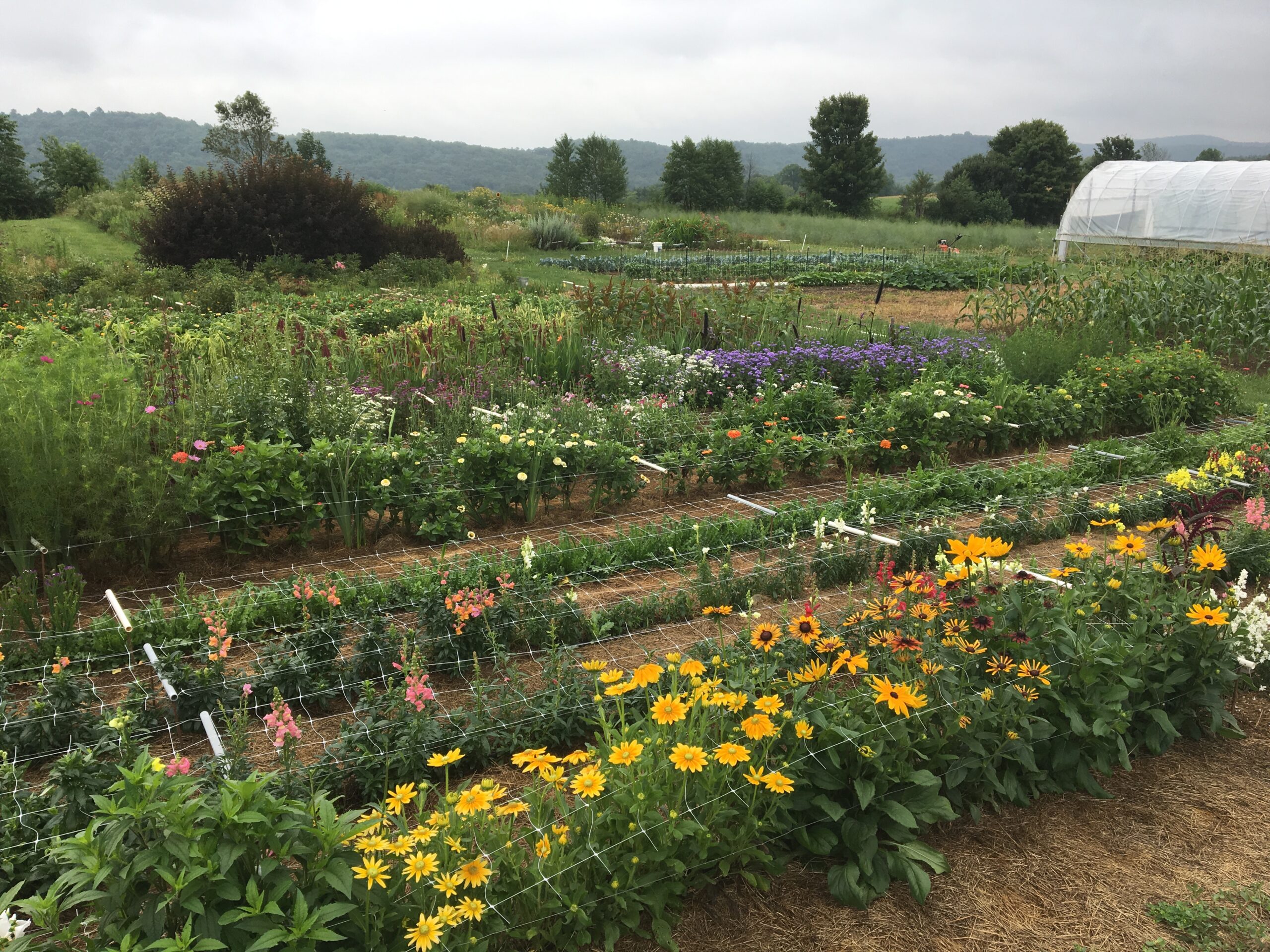 Flower cutting garden.