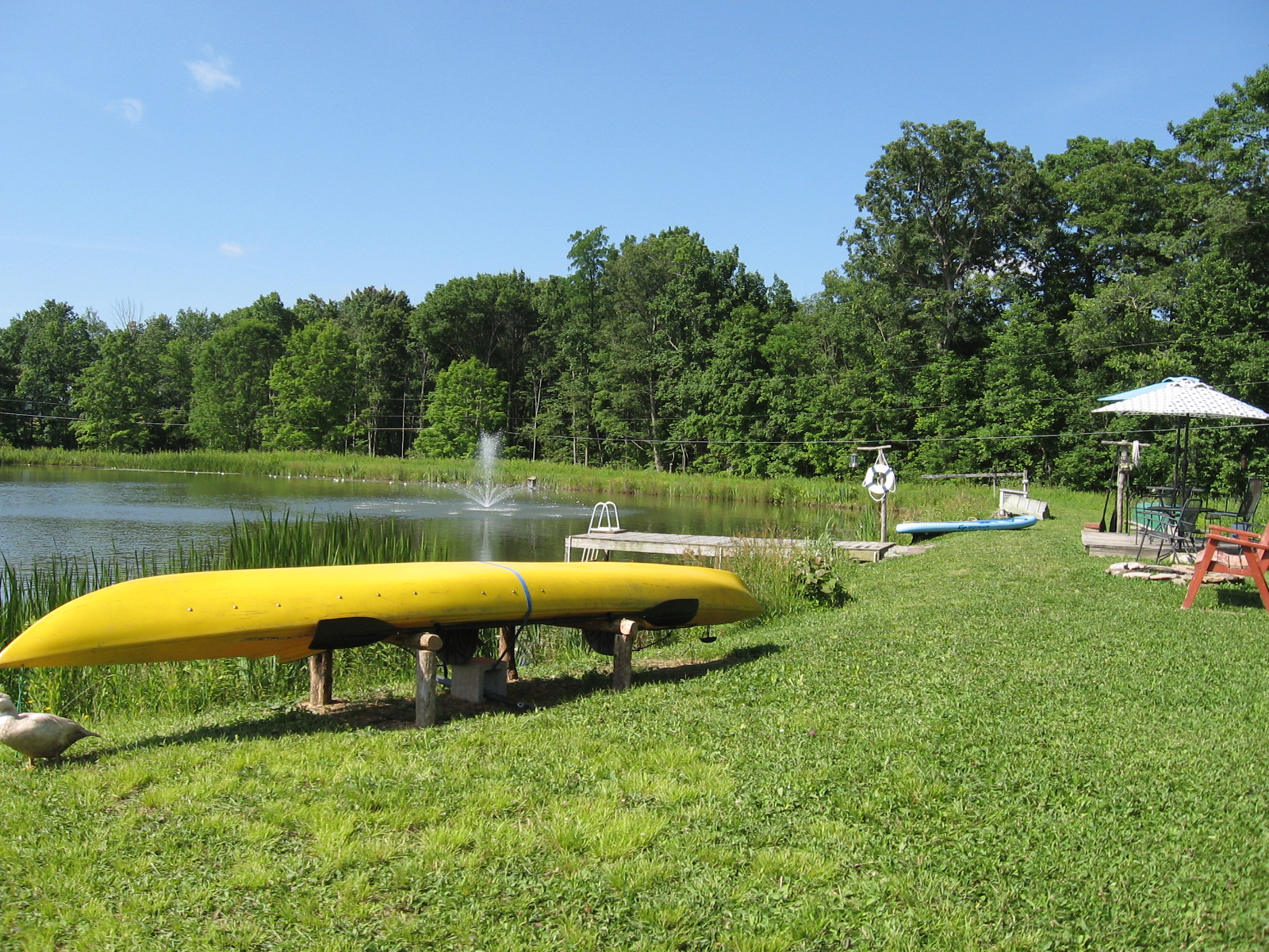 Pond and dock area
